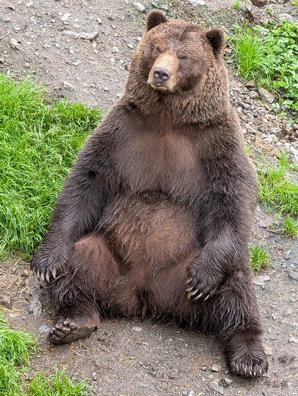 A perfectly round brown bear sitting upright at Sitka’s bear sanctuary